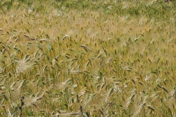Pequena plantação na ilha de Amantani, no lago Titicaca, no Peru